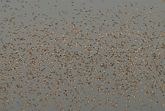 David Plant Photography - Wildlife Photographer - Knot flock - A